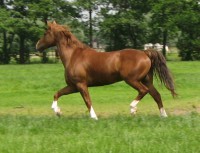 /album/fotos/theogroot-1-jpg/